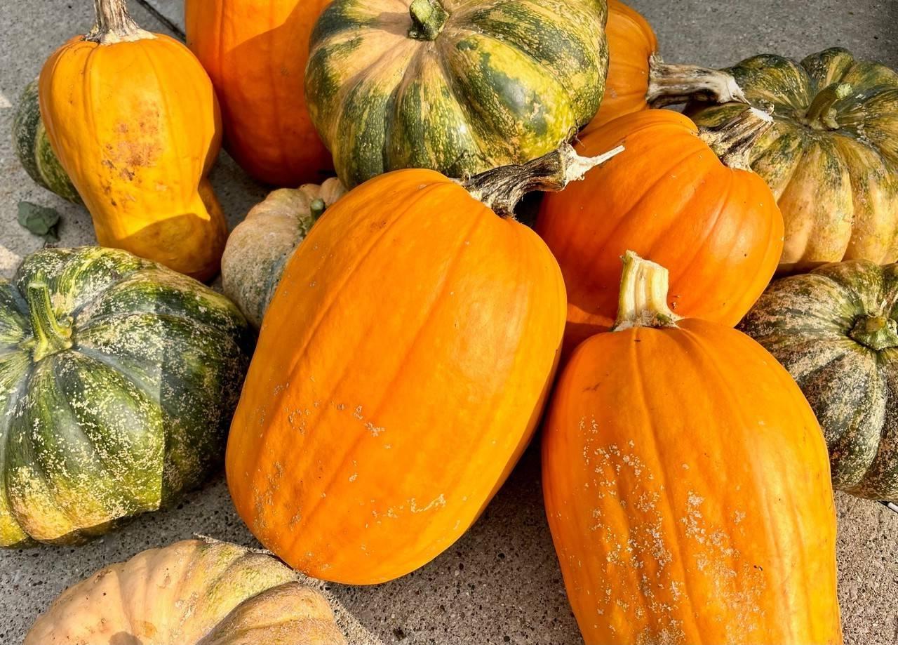 large orange pumpkins